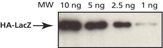 Anti-HA antibody, Mouse monoclonal clone HA-7, purified from hybridoma cell culture