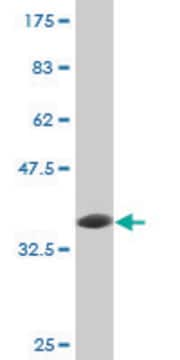 Monoclonal Anti-UBE3A antibody produced in mouse clone 3E5, purified immunoglobulin, buffered aqueous solution