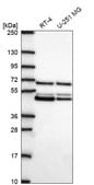 Anti-PAIP1 antibody produced in rabbit Prestige Antibodies® Powered by Atlas Antibodies, affinity isolated antibody
