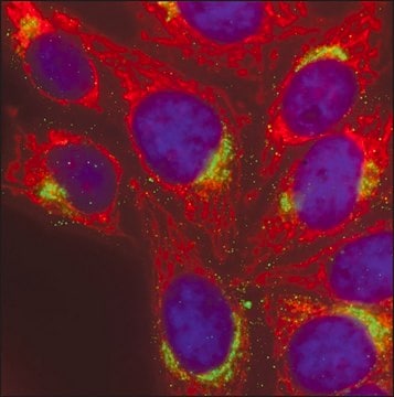 Anti-Rabbit IgG (H+L), CF&#8482; 568 antibody produced in goat ~2&#160;mg/mL, affinity isolated antibody