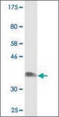 Monoclonal Anti-NDST3 antibody produced in mouse clone 3A9, purified immunoglobulin, buffered aqueous solution