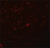 Anti-TCF3 antibody produced in rabbit affinity isolated antibody, buffered aqueous solution