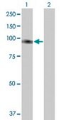 Anti-FLJ20272 antibody produced in mouse IgG fraction of antiserum, buffered aqueous solution