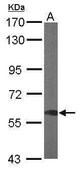 Anti-DYNC1LI1 antibody produced in rabbit affinity isolated antibody, buffered aqueous solution