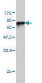 Monoclonal Anti-SERPINA6 antibody produced in mouse clone 1D9, purified immunoglobulin, buffered aqueous solution