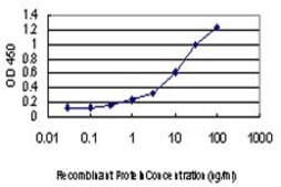 ANTI-PUM2 antibody produced in mouse clone 7C7, purified immunoglobulin, buffered aqueous solution