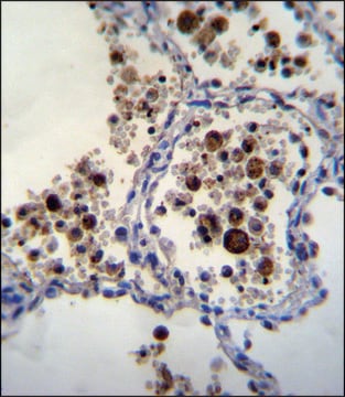 ANTI-SIGLEC15 (C-TERM) antibody produced in rabbit IgG fraction of antiserum, buffered aqueous solution