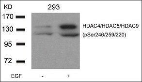 Anti-phospho-HDAC9/HDAC4/HDAC5 (pSer246/pSer259/pSer220) antibody produced in rabbit affinity isolated antibody