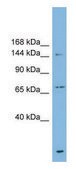 Anti-ABCB1 antibody produced in rabbit affinity isolated antibody
