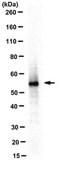 Anti-Nampt, clone 14A.5 Antibody clone 14A5, from rat