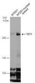 单克隆抗TET1 小鼠抗 clone GT1462, affinity isolated antibody, buffered aqueous solution