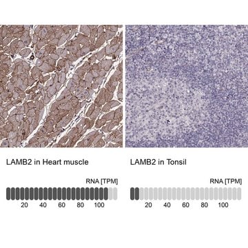 Monoclonal Anti-LAMB2 antibody produced in mouse Prestige Antibodies&#174; Powered by Atlas Antibodies, clone CL2979, purified immunoglobulin, buffered aqueous glycerol solution