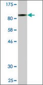 Monoclonal Anti-GPNMB antibody produced in mouse clone 3A5, purified immunoglobulin, buffered aqueous solution