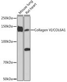 Anti-Collagen VI/COL6A1 Antibody, clone 7J1P4, Rabbit Monoclonal