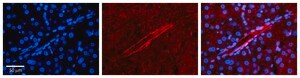Anti-APOBEC3G antibody produced in rabbit affinity isolated antibody