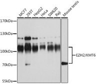 Anti- EZH2/KMT6 antibody produced in rabbit