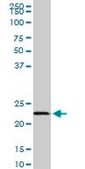 Monoclonal Anti-EFHD1 antibody produced in mouse clone 1F5, purified immunoglobulin, buffered aqueous solution