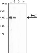 Anti-Sos1 antibody produced in rabbit IgG fraction of antiserum, buffered aqueous solution