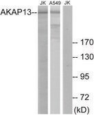 Anti-AKAP13 antibody produced in rabbit affinity isolated antibody