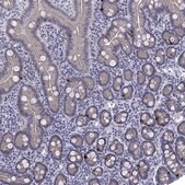 Anti-HTR4 antibody produced in rabbit Prestige Antibodies&#174; Powered by Atlas Antibodies, affinity isolated antibody, buffered aqueous glycerol solution