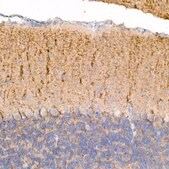 Anti-Kallikrein 8 Antibody, clone 5J5H9, Rabbit Monoclonal