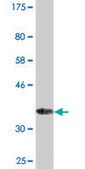Monoclonal Anti-ARMET antibody produced in mouse clone 1D10, purified immunoglobulin, buffered aqueous solution