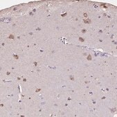 Anti-PNMA2 antibody produced in rabbit Prestige Antibodies® Powered by Atlas Antibodies, affinity isolated antibody, buffered aqueous glycerol solution