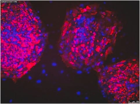 Anti-TRA-1-81 Antibody, clone TRA-1-81, Cy3 conjugate clone TRA-1-81, from mouse, CY3 conjugate