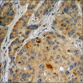 Anti-phospho-Ku70 (pSer5) antibody produced in rabbit affinity isolated antibody