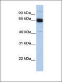 Anti-PRKAA1 antibody produced in rabbit affinity isolated antibody