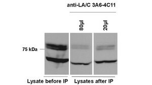 Anti-Lamin A/C Antibody, clone 4C11 clone 4C11, from mouse