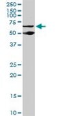 Monoclonal Anti-PSIP1 antibody produced in mouse clone 1C4, purified immunoglobulin, buffered aqueous solution