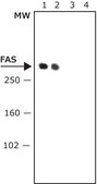 Anti-Fatty Acid Synthase (C-terminal) antibody produced in rabbit 1 mg/mL, affinity isolated antibody, buffered aqueous solution