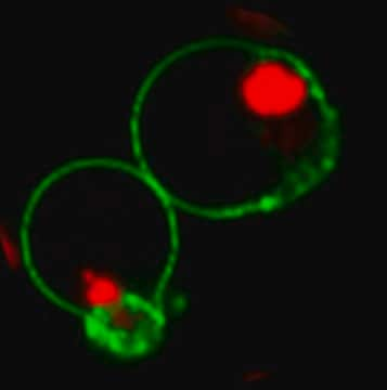 BioTracker NucView&#174; 530 Red Caspase-3 Dye (DMSO) Live cell imaging apoptosis dye for caspase-3/7 enzyme activity used to detect programmed cell death using fluorescence microscopy or flow cytometry applications.