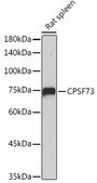 Anti-CPSF73 Antibody, clone 4S4P2, Rabbit Monoclonal