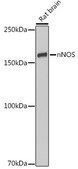 Anti-nNOS Antibody, clone 5K9R2, Rabbit Monoclonal