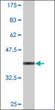 Monoclonal Anti-ZNF306 antibody produced in mouse clone 2A1, purified immunoglobulin, buffered aqueous solution