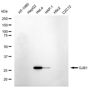 Anti GJB1 Antibody, clone 23GB5895, Rabbit Monoclonal clone 23GB5895, recombinant rabbit monoclonal, expressed in HEK293 cells