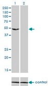 Monoclonal Anti-C9orf98 antibody produced in mouse clone 3B8, purified immunoglobulin, buffered aqueous solution