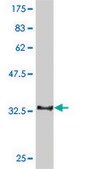 Monoclonal Anti-CDC14A antibody produced in mouse clone 2C12, purified immunoglobulin, buffered aqueous solution