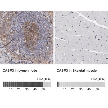 Anti-CASP3 antibody produced in rabbit Prestige Antibodies&#174; Powered by Atlas Antibodies, affinity isolated antibody, buffered aqueous glycerol solution