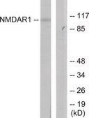 Anti-NMDAR1 antibody produced in rabbit affinity isolated antibody