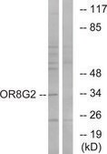 Anti-OR8G2 antibody produced in rabbit affinity isolated antibody