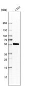 Anti-SAMSN1 antibody produced in rabbit Prestige Antibodies&#174; Powered by Atlas Antibodies, affinity isolated antibody, buffered aqueous glycerol solution