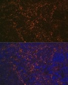Anti-CD23 antibody produced in rabbit