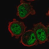 Anti-ZNF717 antibody produced in rabbit Prestige Antibodies&#174; Powered by Atlas Antibodies, affinity isolated antibody, buffered aqueous glycerol solution