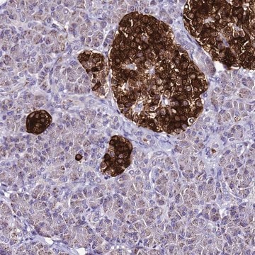 Anti-DPH6 antibody produced in rabbit Prestige Antibodies® Powered by Atlas Antibodies, affinity isolated antibody, buffered aqueous glycerol solution