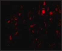Anti-CAPN6 antibody produced in rabbit affinity isolated antibody, buffered aqueous solution