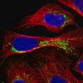 Anti-RMND1 antibody produced in rabbit Prestige Antibodies&#174; Powered by Atlas Antibodies, affinity isolated antibody, buffered aqueous glycerol solution