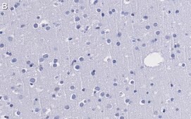 Anti-CRBN Antibody, clone 3I23 ZooMAb® Rabbit Monoclonal recombinant, expressed in HEK 293 cells